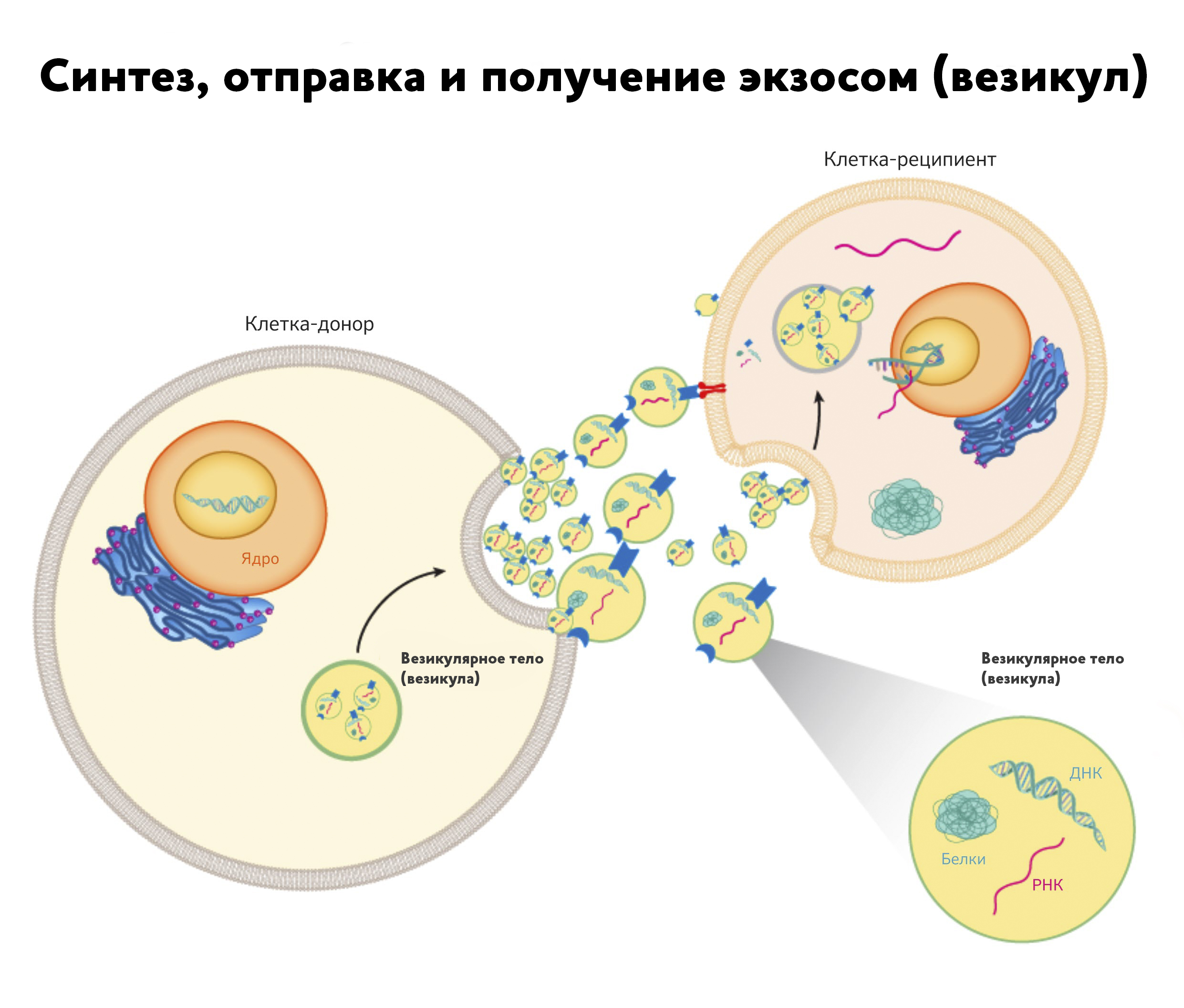 Новые методы диагностики рака: физик рассказала о разработках Центра  онкологии им. Н.Н. Петрова